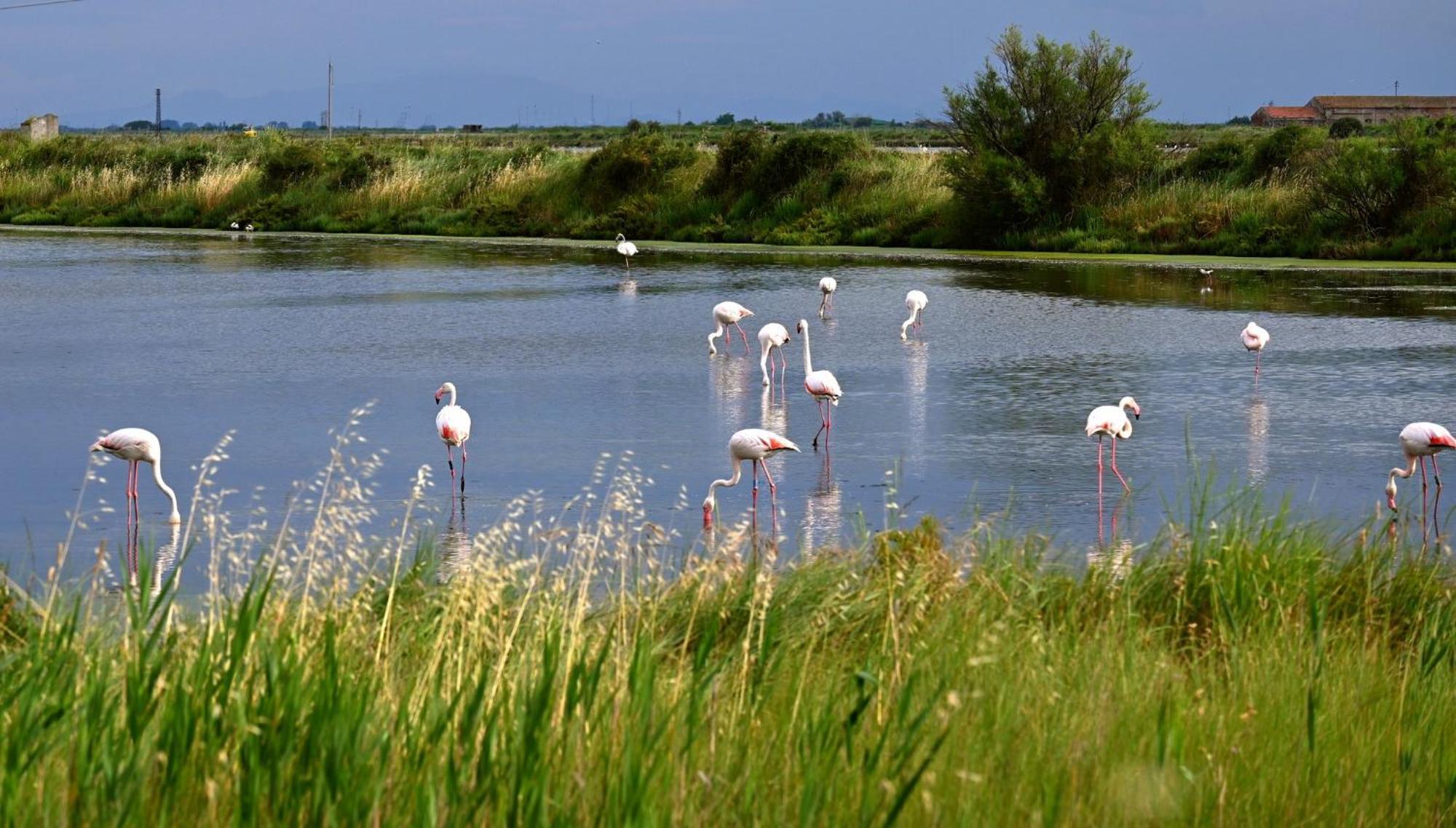 Appartamenti Nonna Rosa Taglio di Po Exterior foto